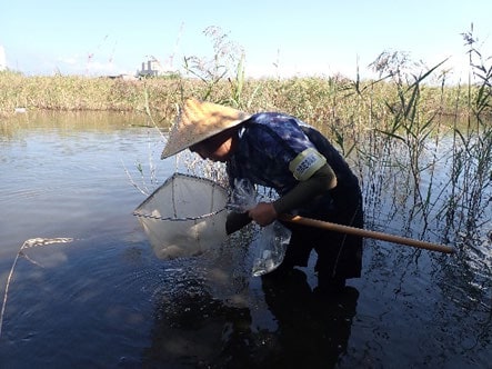 笠をかぶった調査員が池に入り、たも網で水生生物をすくう様子