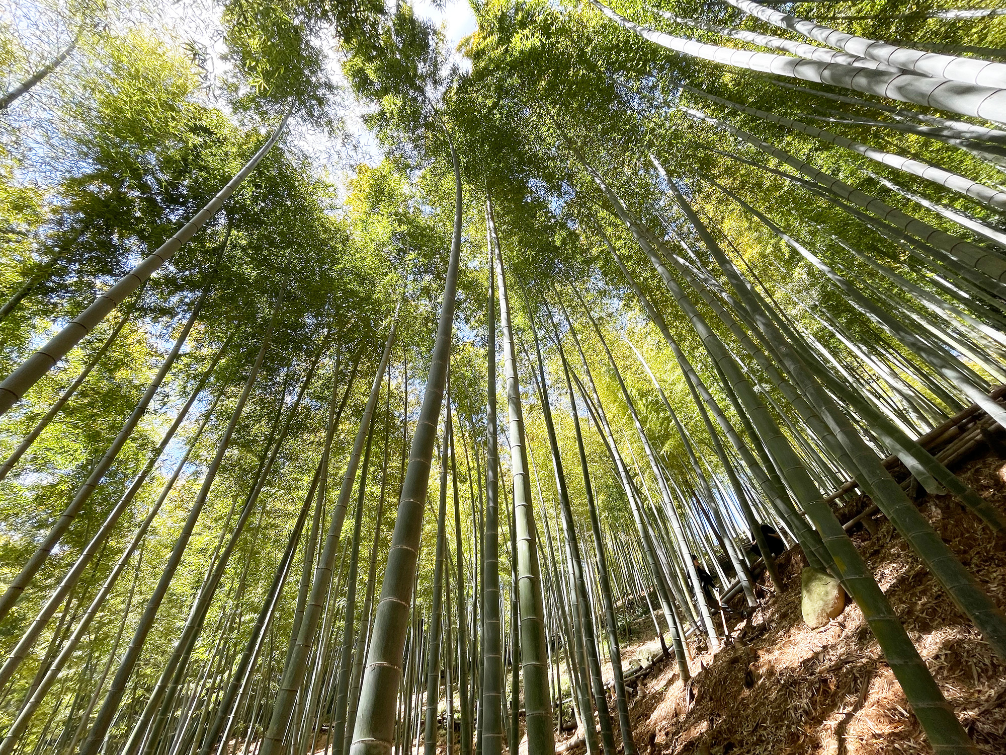 合馬の竹林