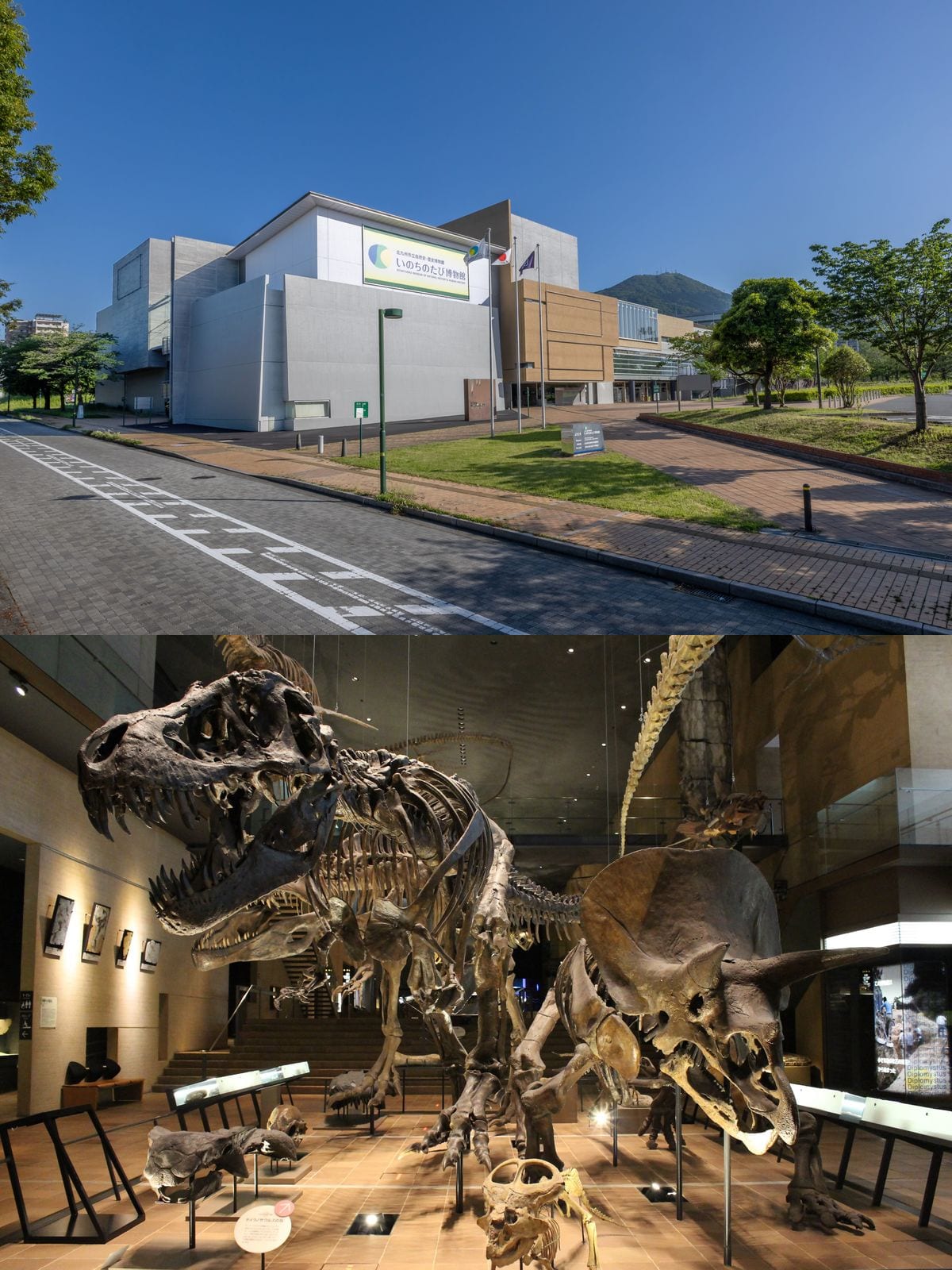 いのちのたび博物館