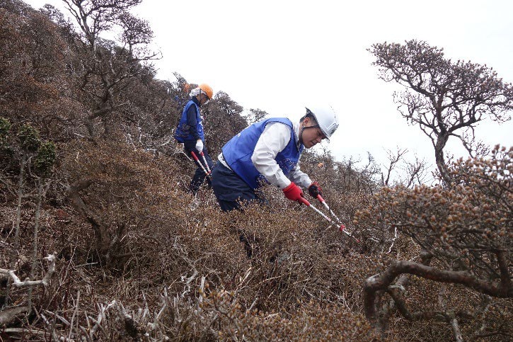 ヘルメット姿の作業員が平治岳の斜面で低木を刈り込む様子