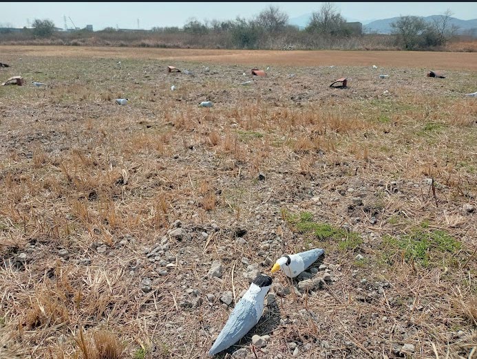 砂れき地に置かれたコアジサシの模型（デコイ）