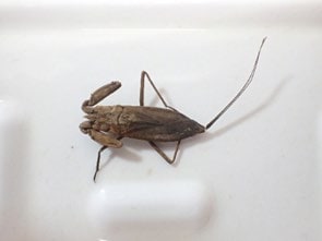 白い容器の中のタイコウチ