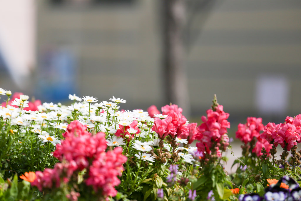 あさの汐風公園　桜　噴水の写真12
