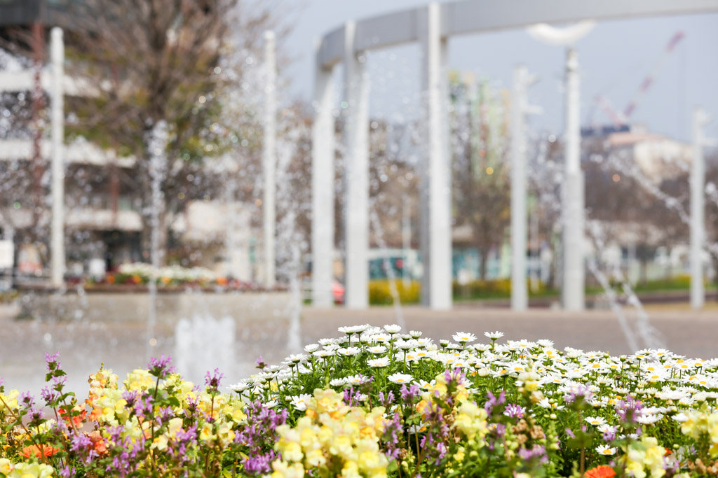 あさの汐風公園　桜　噴水の写真15