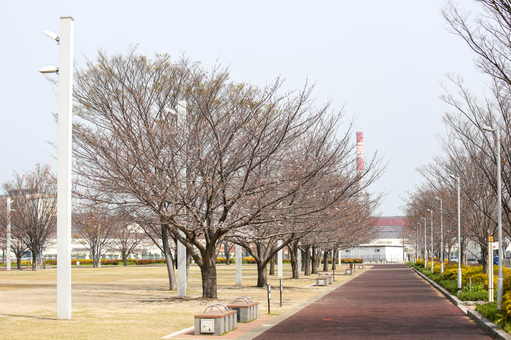 あさの汐風公園　桜　噴水の写真17