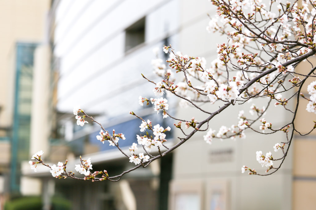 あさの汐風公園　桜　噴水の写真21