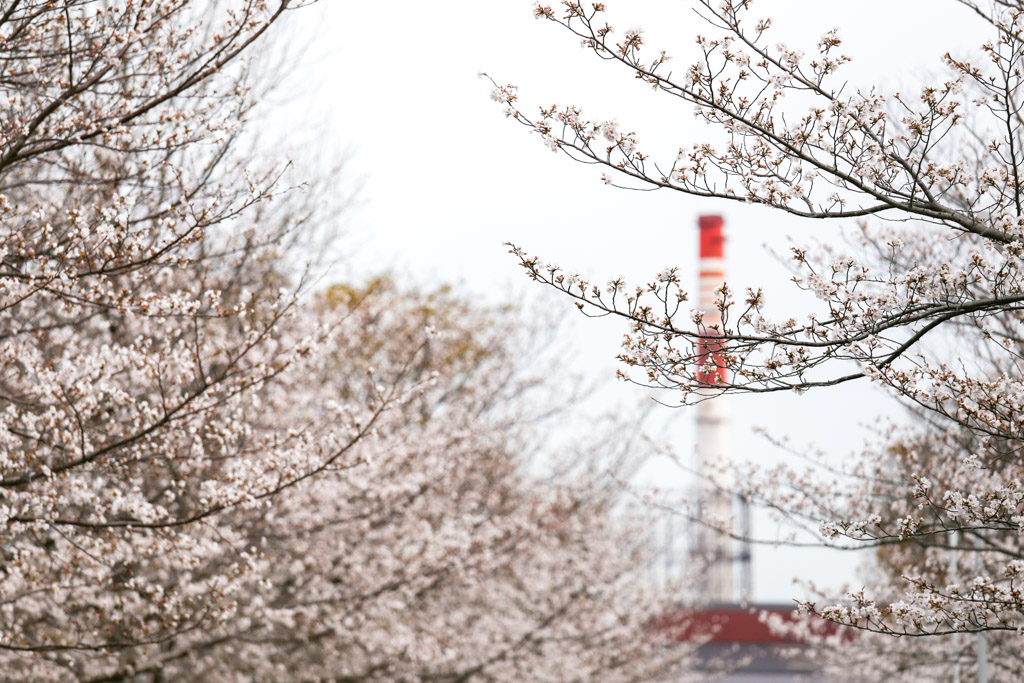 あさの汐風公園　桜　噴水の写真22