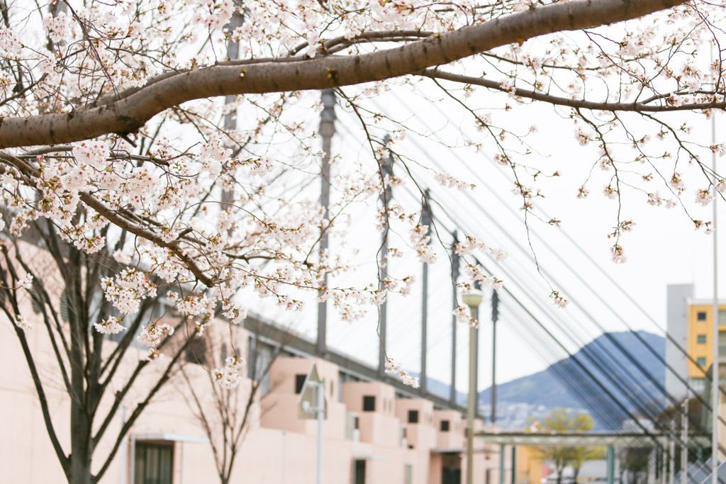 あさの汐風公園　桜　噴水の写真23