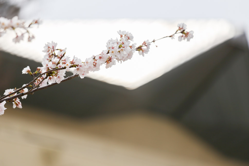 あさの汐風公園　桜　噴水の写真24