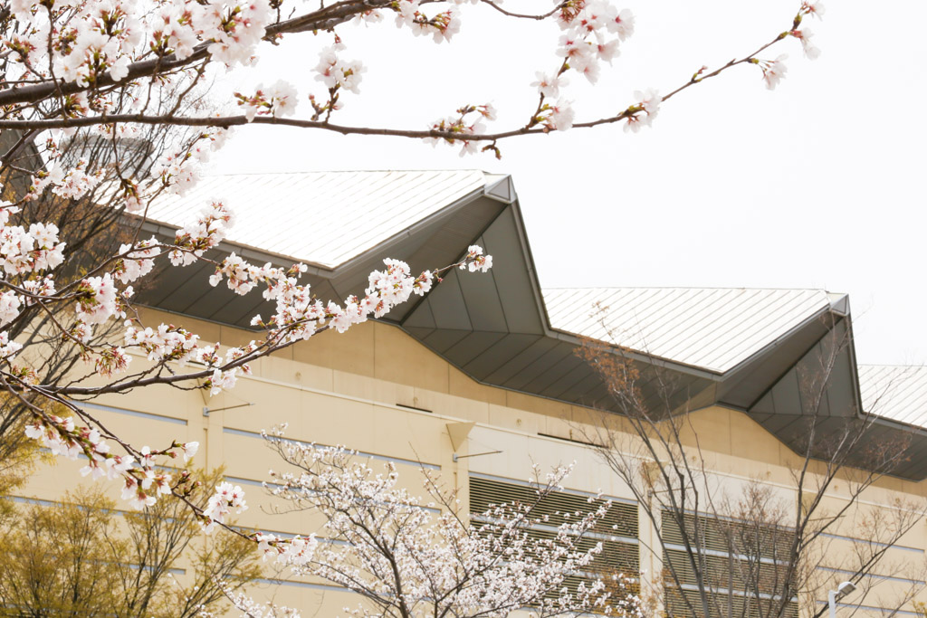 あさの汐風公園　桜　噴水の写真25