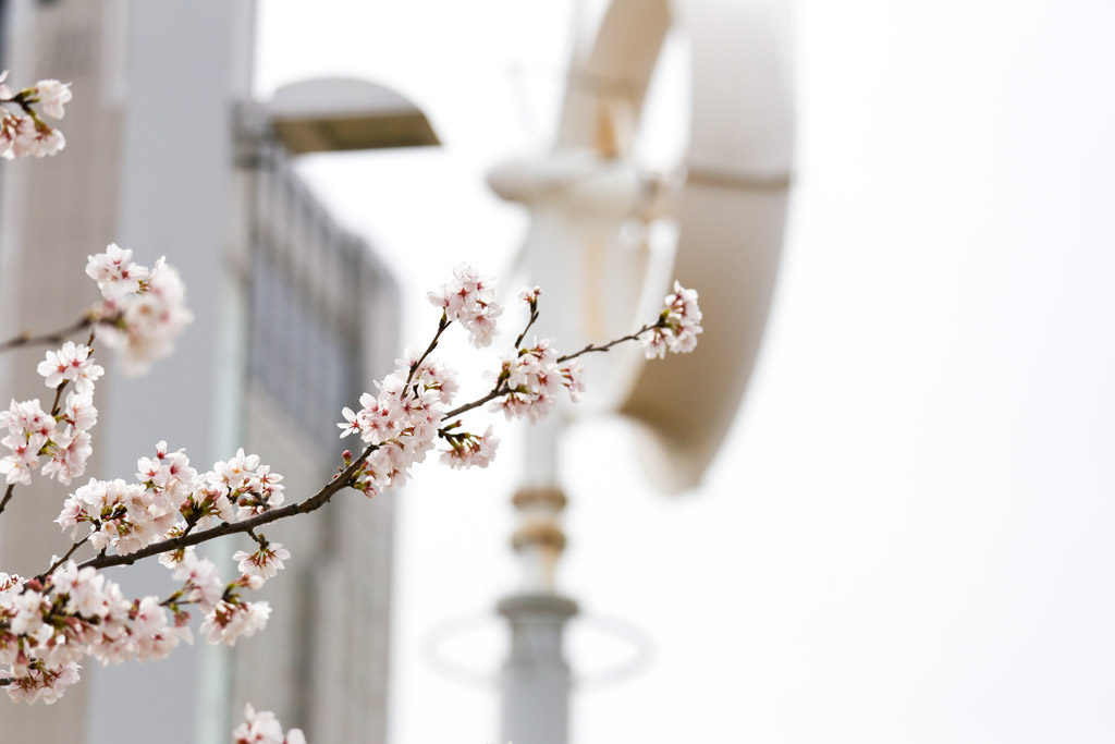 あさの汐風公園　桜　噴水の写真28