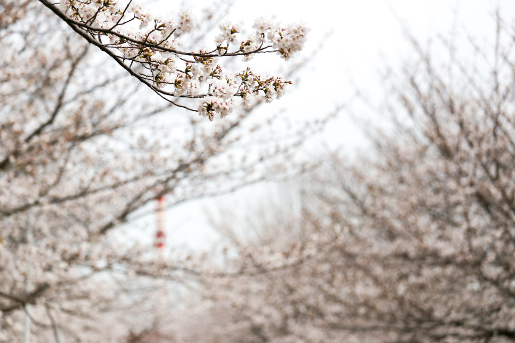 あさの汐風公園　桜　噴水の写真30