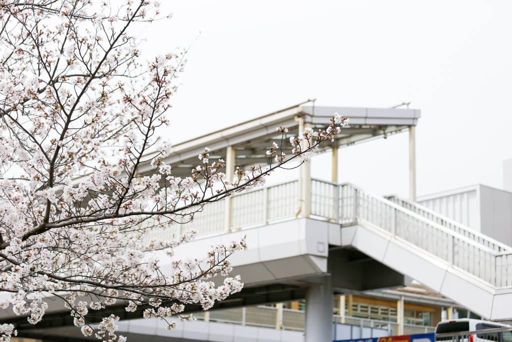 あさの汐風公園　桜　噴水の写真32