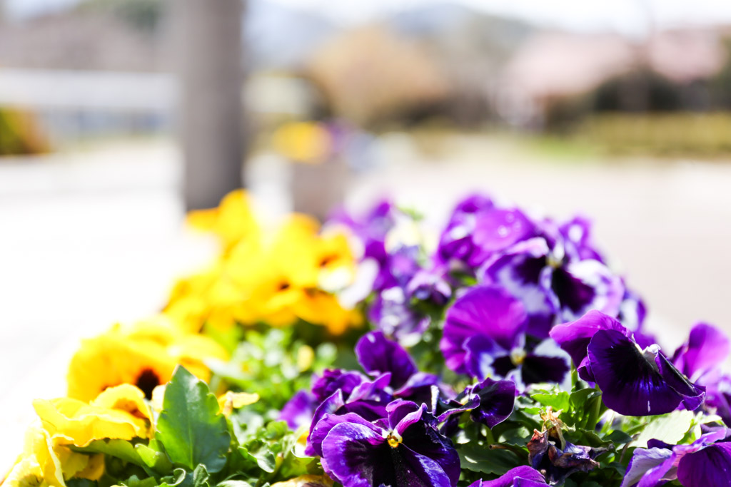 花農丘公園　総合農事センターの写真7