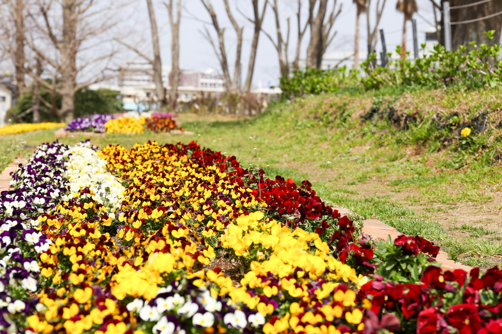 花農丘公園　総合農事センターの写真11