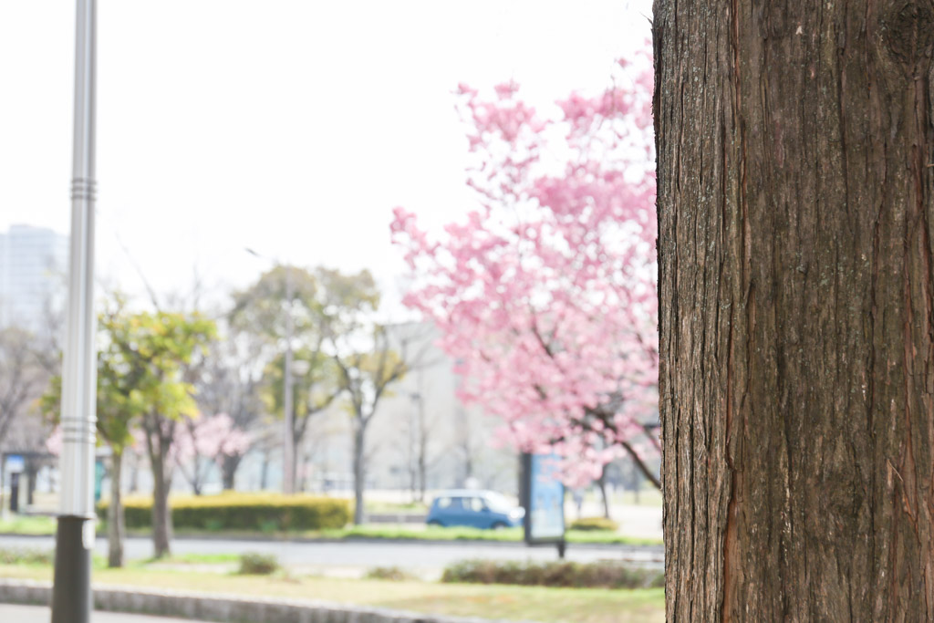 勝山公園　桜の写真14