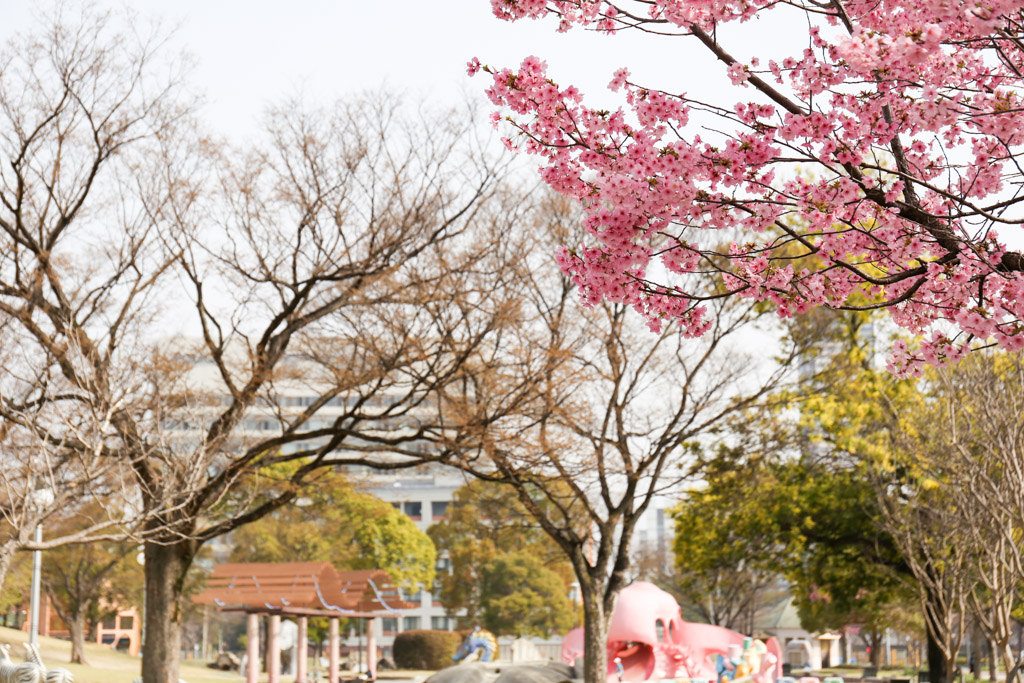 勝山公園　桜の写真15