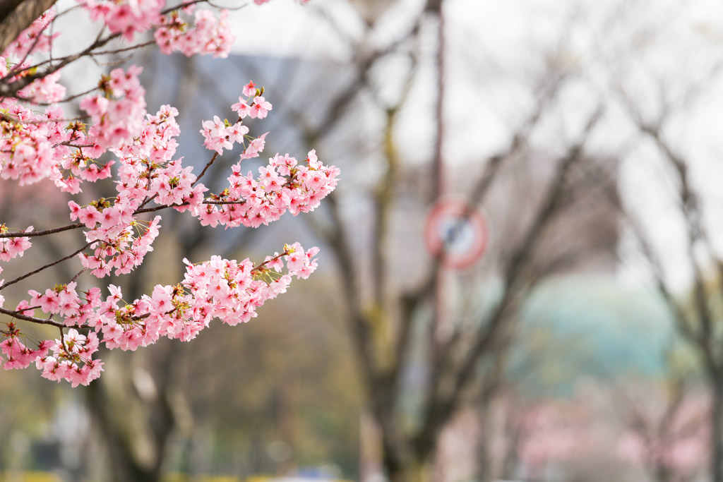 勝山公園　桜の写真18