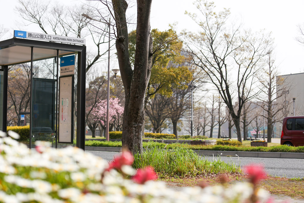 勝山公園　桜の写真20