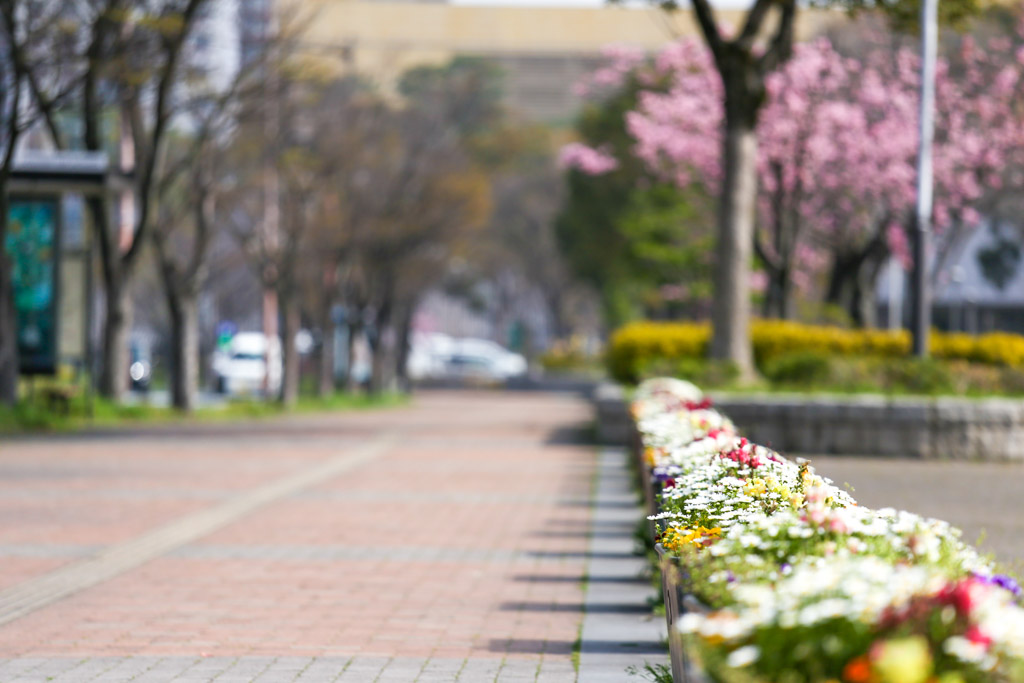 勝山公園　桜の写真22