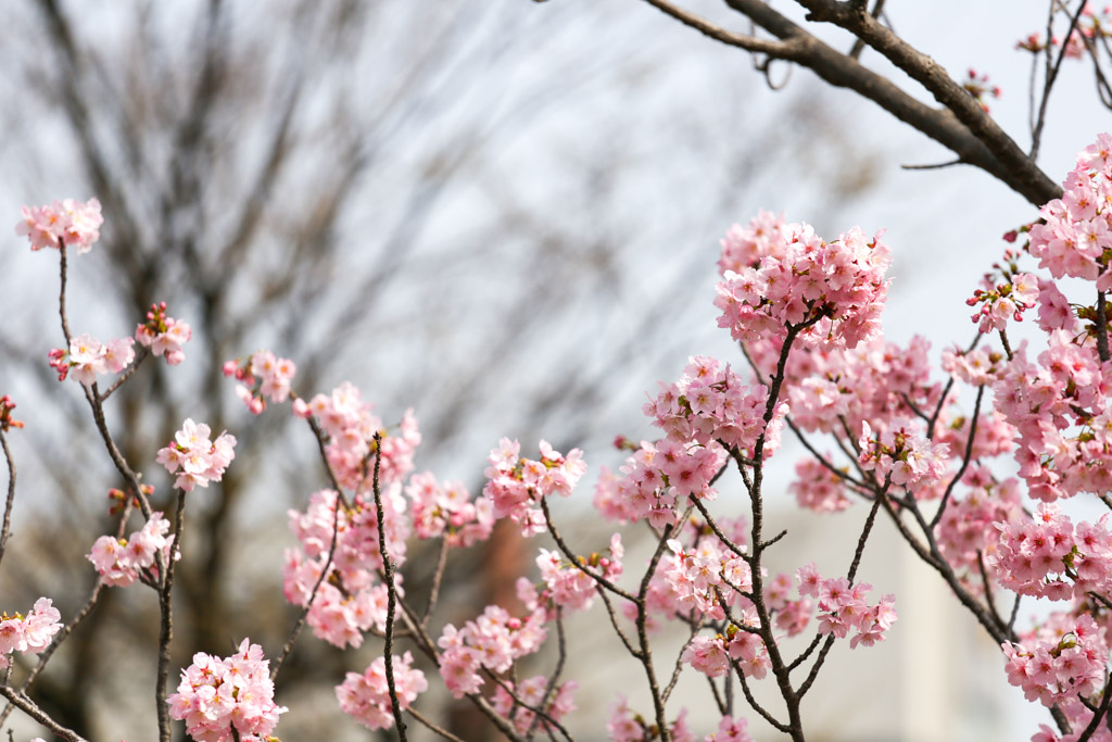 勝山公園　桜の写真24