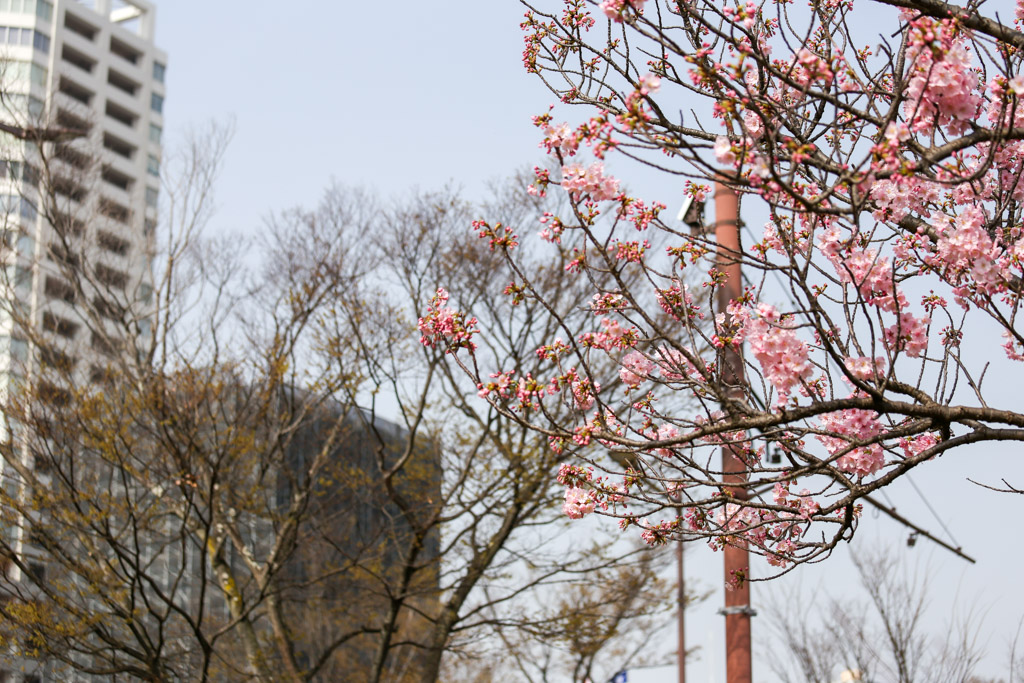 勝山公園　桜の写真25