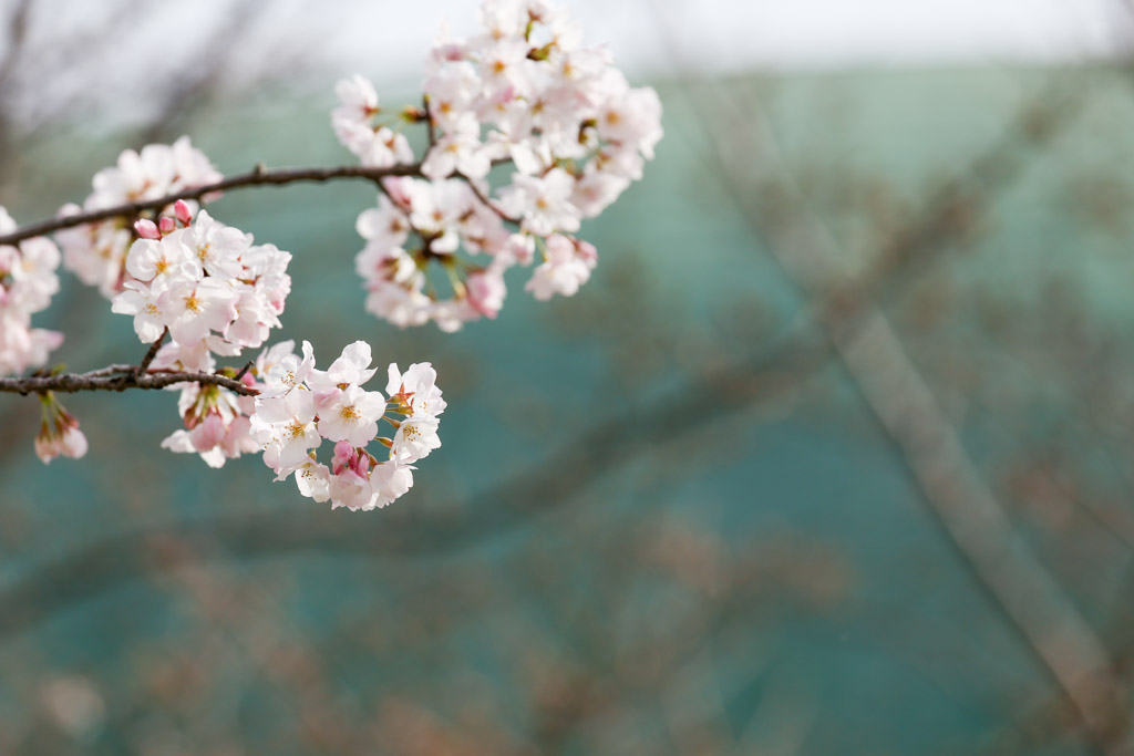 勝山公園　桜の写真26