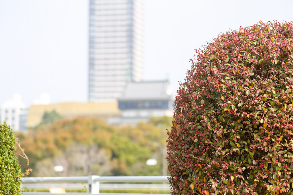 勝山公園　桜の写真36