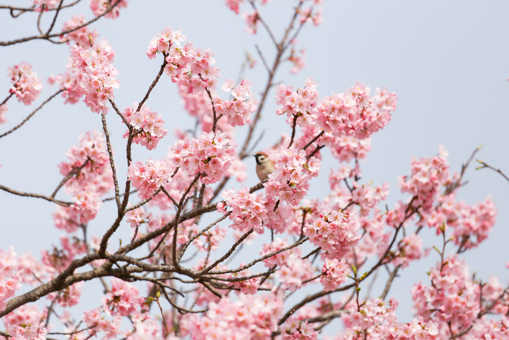 勝山公園　桜の写真39