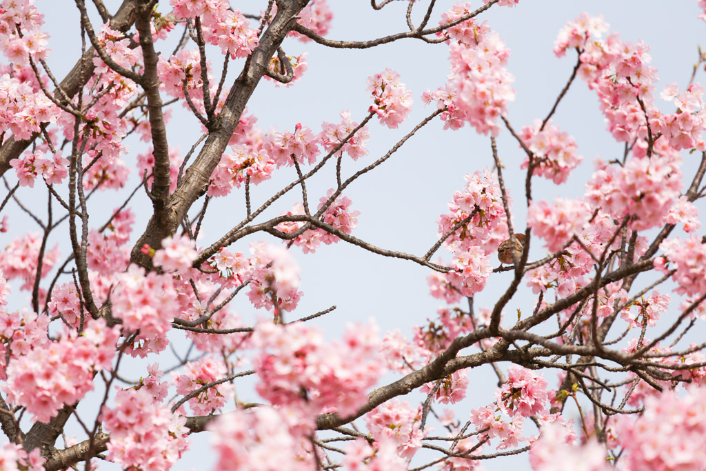 勝山公園　桜の写真40