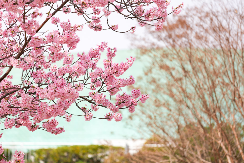 勝山公園　桜の写真41