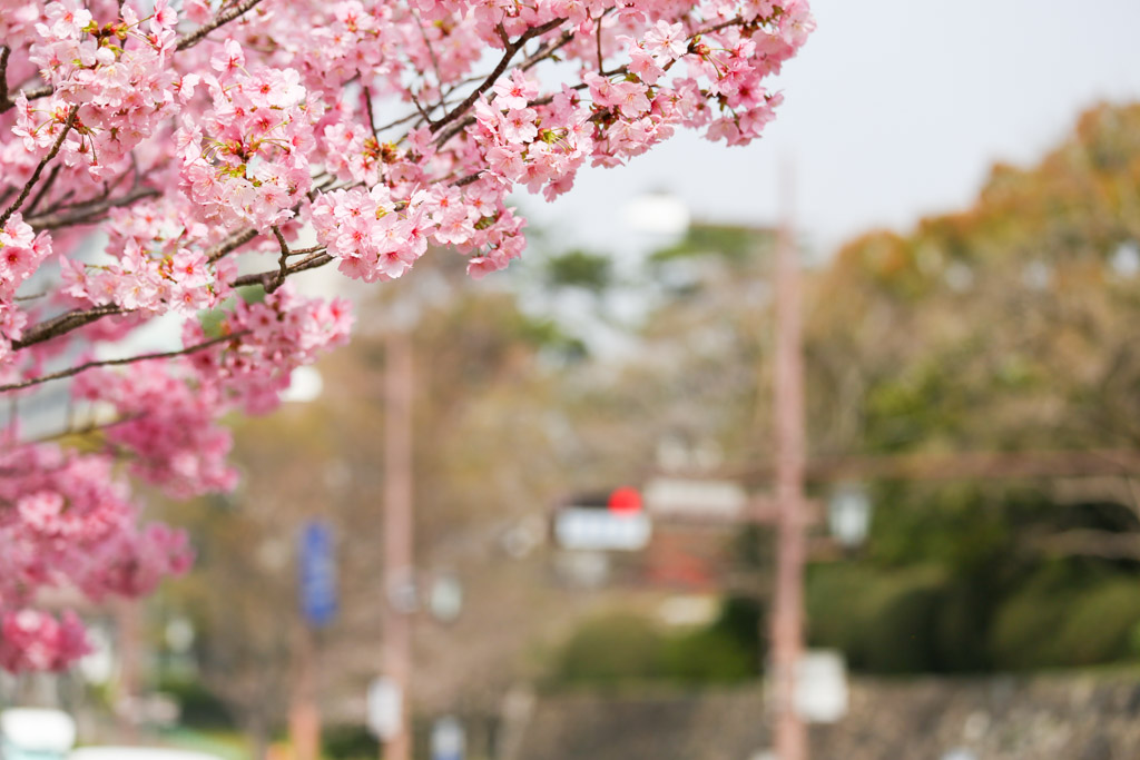 勝山公園　桜の写真42
