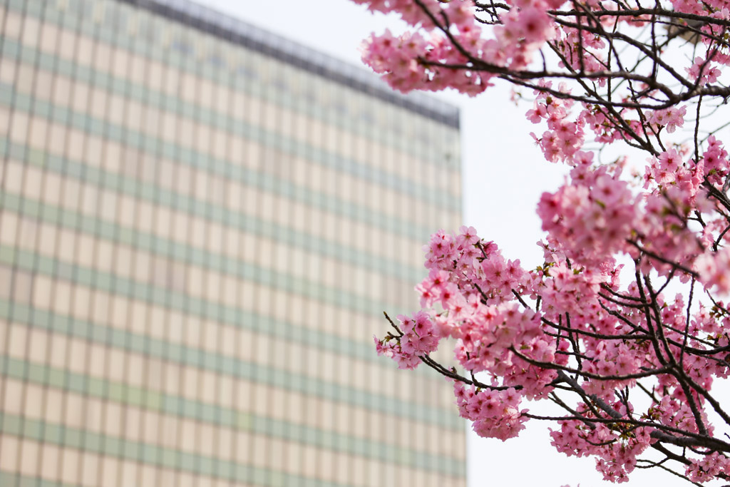 勝山公園　桜の写真45
