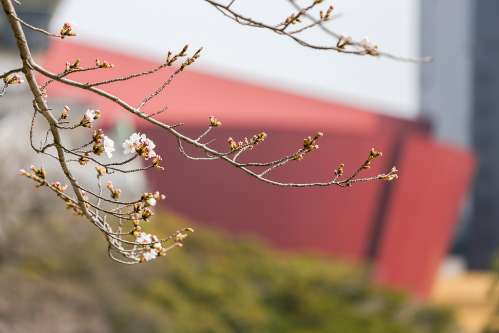 小倉城　桜の写真7
