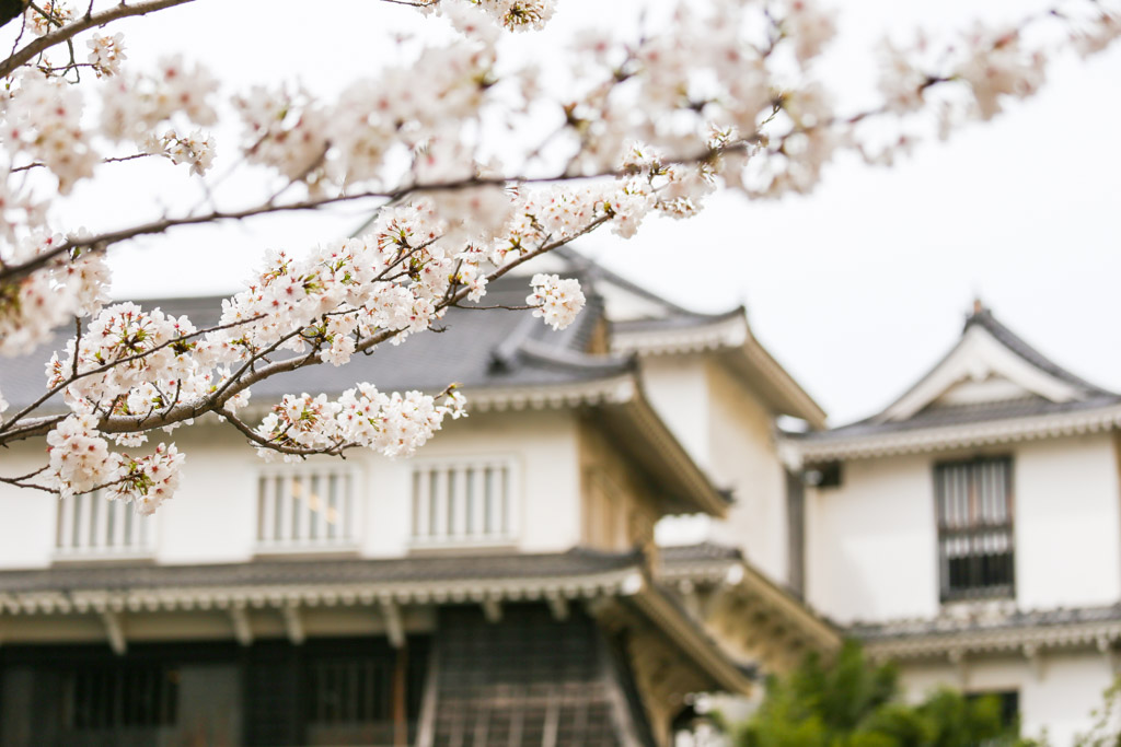 小倉城　桜の写真10