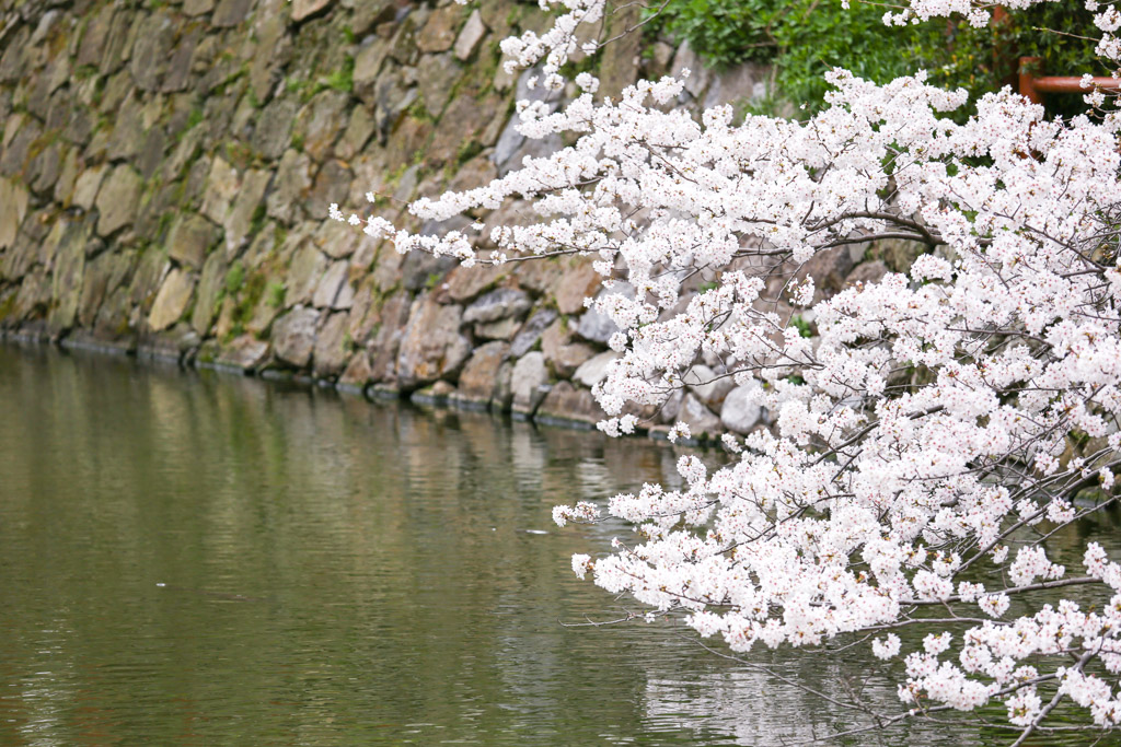 小倉城　桜の写真12