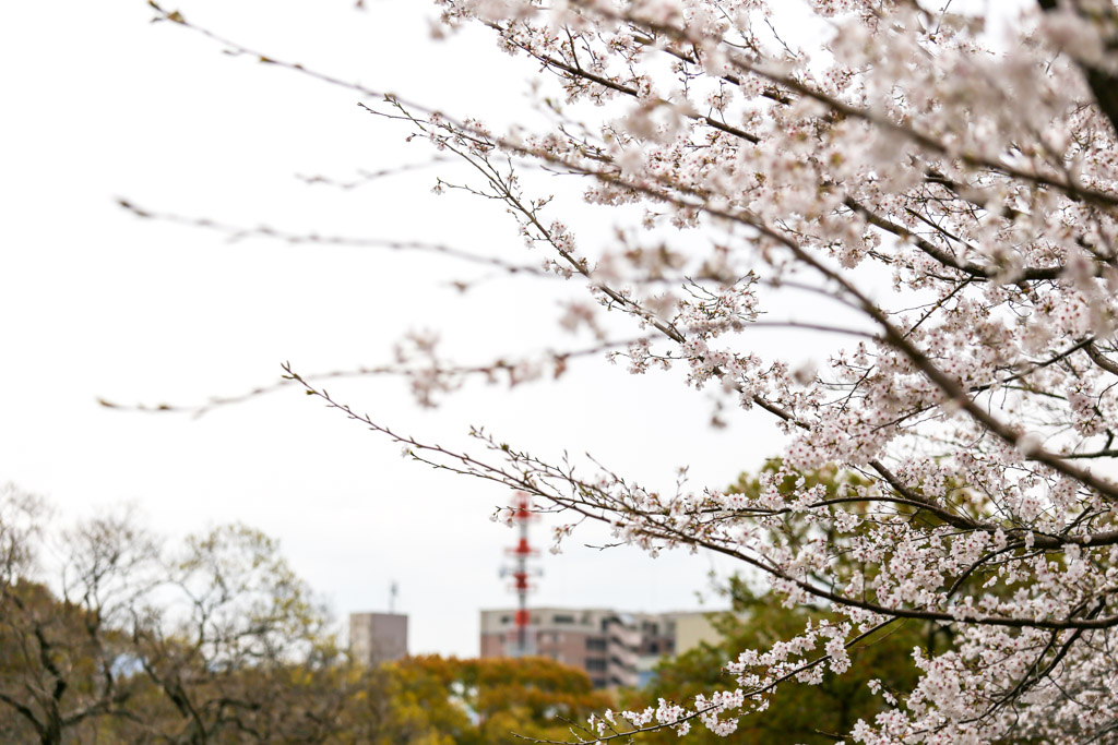 小倉城　桜の写真17