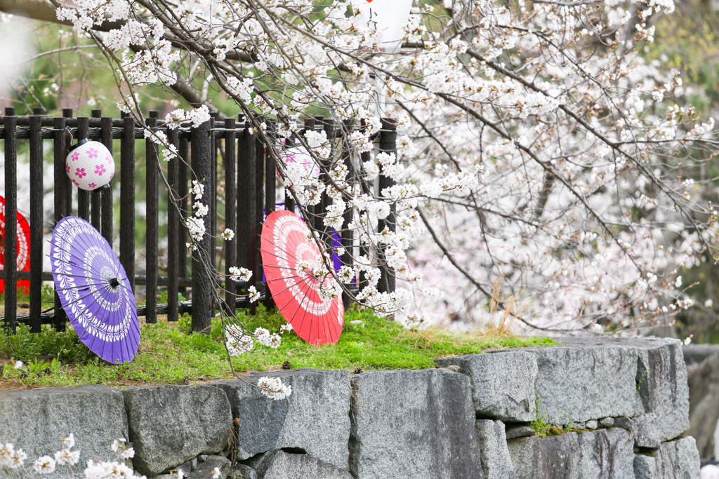 小倉城　桜の写真21
