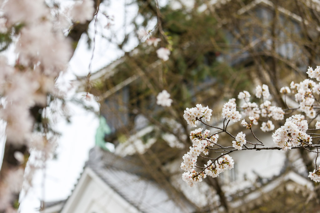 小倉城　桜の写真22