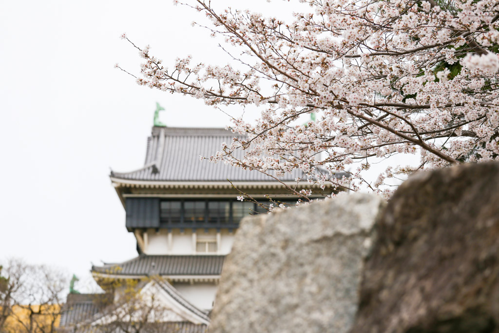 小倉城　桜の写真25