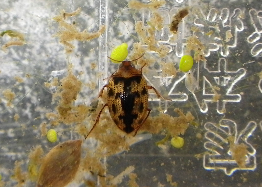 昆虫・その他の写真3