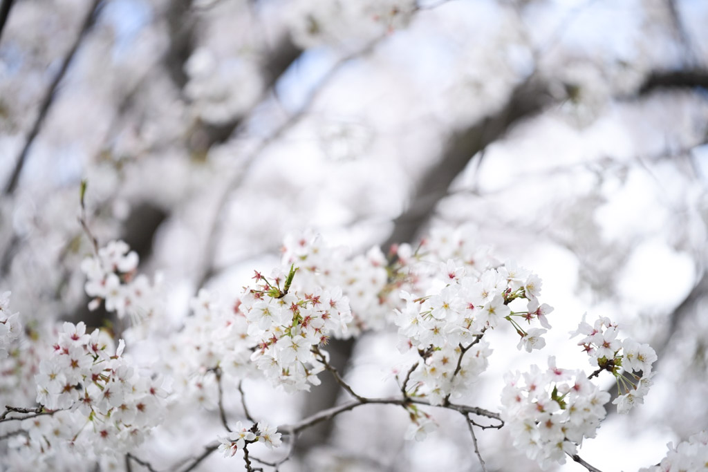 黒崎城跡　桜の写真1