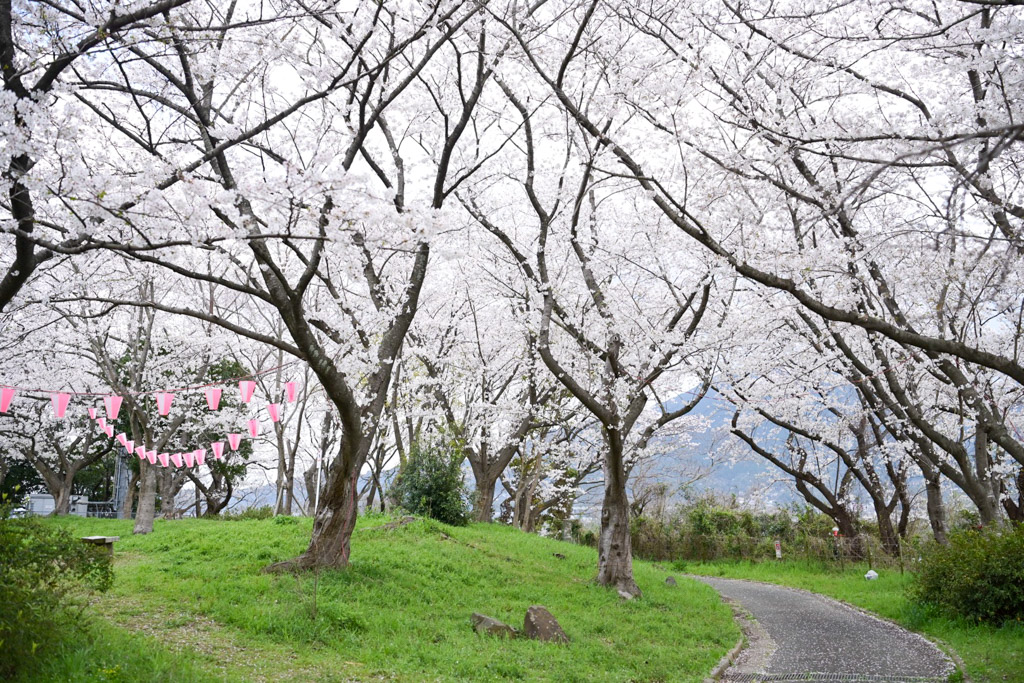 黒崎城跡　桜の写真3