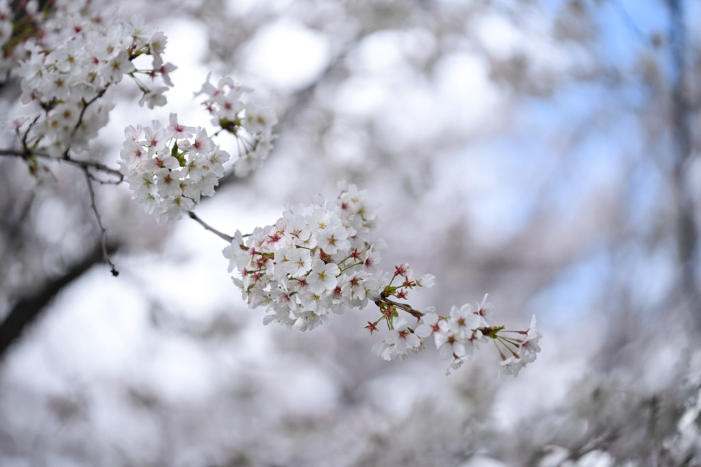 黒崎城跡　桜の写真5