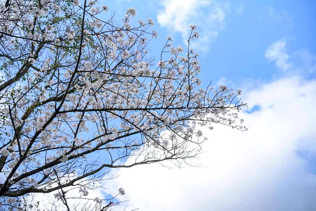 黒崎城跡　桜の写真8