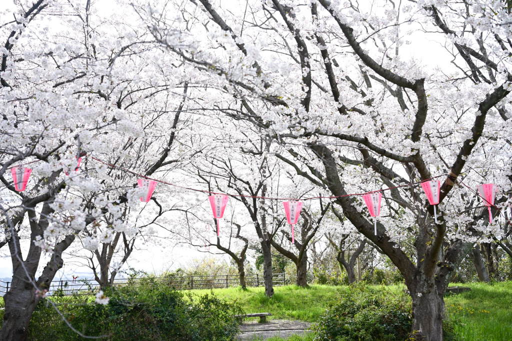 黒崎城跡　桜の写真9