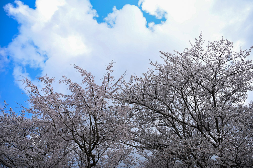 黒崎城跡　桜の写真10