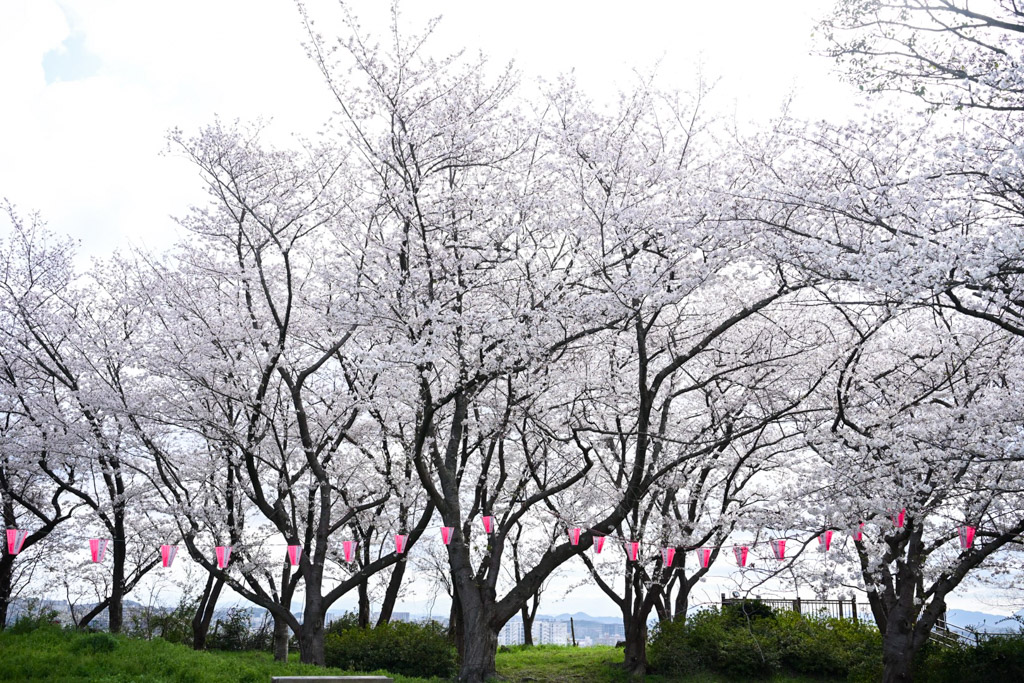 黒崎城跡　桜の写真13