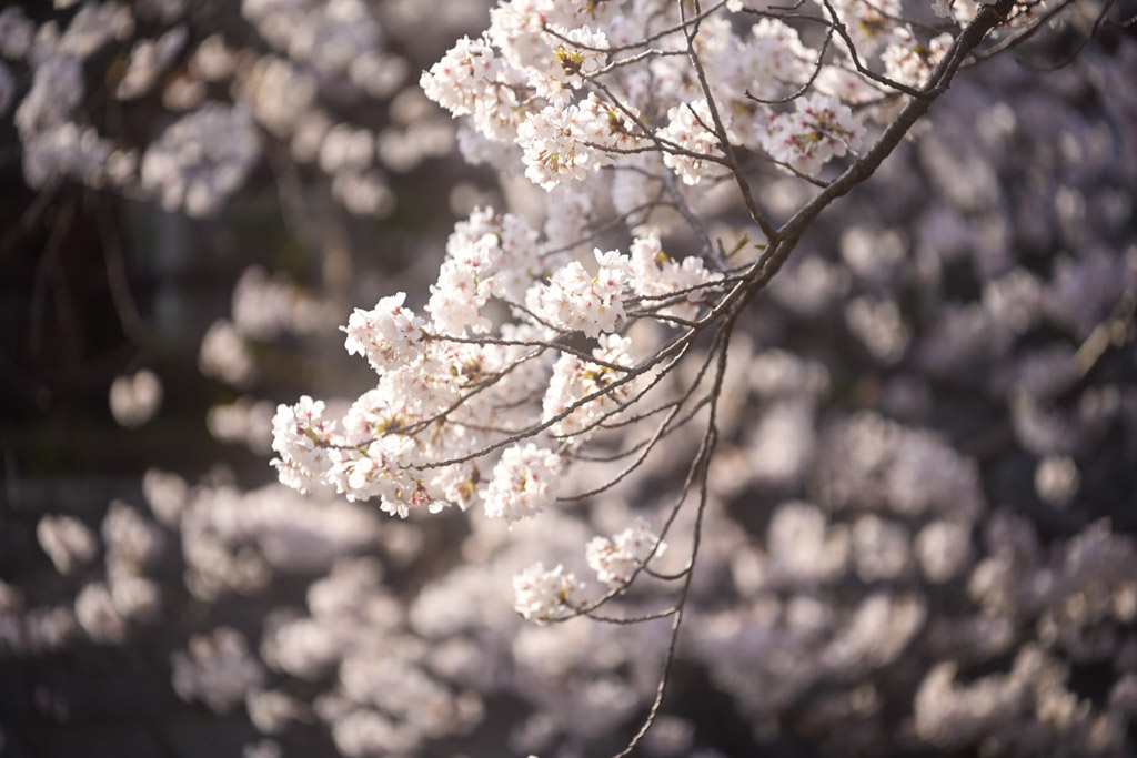 黒崎城跡　桜の写真14