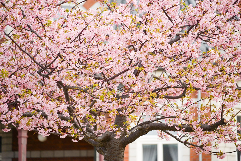 門司港　桜の写真10